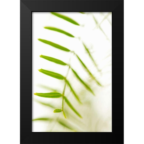 Palm Fonds IV Black Modern Wood Framed Art Print by Millet, Karyn