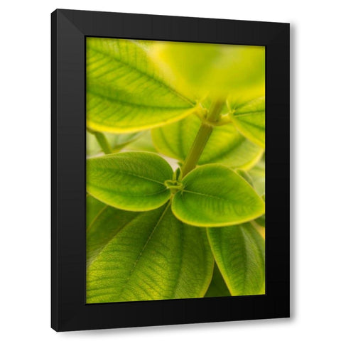 Tropical Leaves II Black Modern Wood Framed Art Print by Millet, Karyn