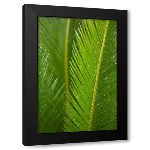 Fern Black Modern Wood Framed Art Print by Millet, Karyn