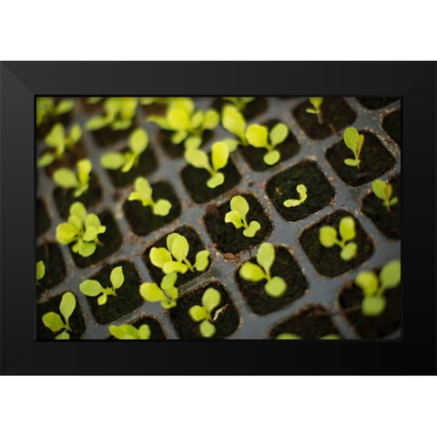 Seedlings Black Modern Wood Framed Art Print by Millet, Karyn