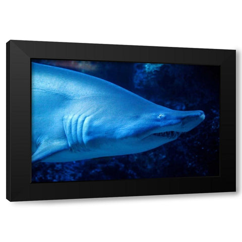 Shark Black Modern Wood Framed Art Print by Millet, Karyn
