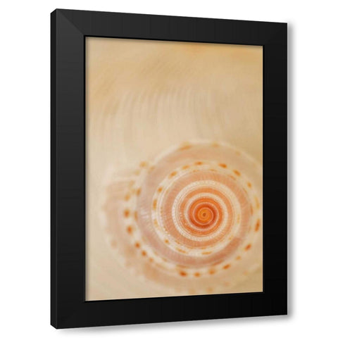 Sea Shells I Black Modern Wood Framed Art Print with Double Matting by Millet, Karyn