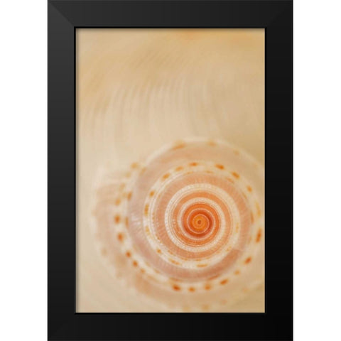 Sea Shells I Black Modern Wood Framed Art Print by Millet, Karyn