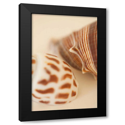 Sea Shells II Black Modern Wood Framed Art Print with Double Matting by Millet, Karyn