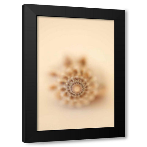 Sea Shells III Black Modern Wood Framed Art Print with Double Matting by Millet, Karyn