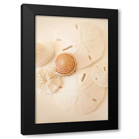 Shells and Dollars Black Modern Wood Framed Art Print with Double Matting by Millet, Karyn
