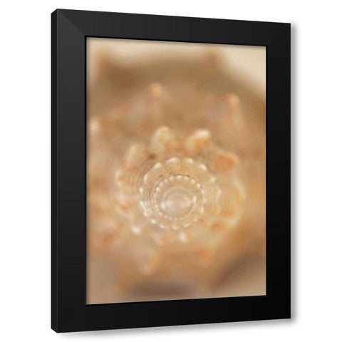 Sea Shell V Black Modern Wood Framed Art Print by Millet, Karyn