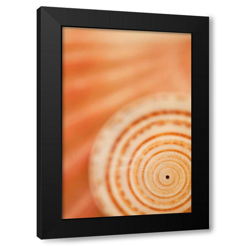 Sea Shell VI Black Modern Wood Framed Art Print with Double Matting by Millet, Karyn
