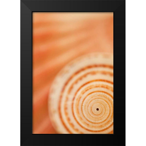 Sea Shell VI Black Modern Wood Framed Art Print by Millet, Karyn