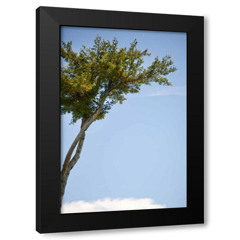 Tall Tree Black Modern Wood Framed Art Print with Double Matting by Millet, Karyn