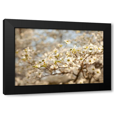 Cherry Blossoms II Black Modern Wood Framed Art Print with Double Matting by Millet, Karyn