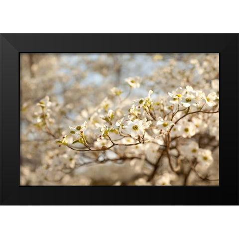 Cherry Blossoms II Black Modern Wood Framed Art Print by Millet, Karyn