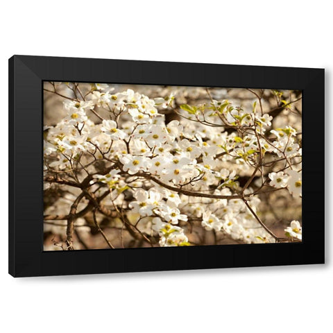 Cherry Blossoms III Black Modern Wood Framed Art Print by Millet, Karyn