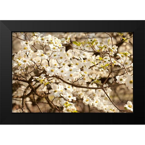 Cherry Blossoms III Black Modern Wood Framed Art Print by Millet, Karyn