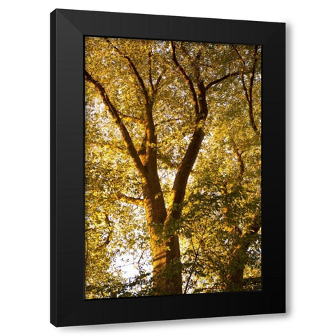 Up in the Trees I Black Modern Wood Framed Art Print with Double Matting by Millet, Karyn