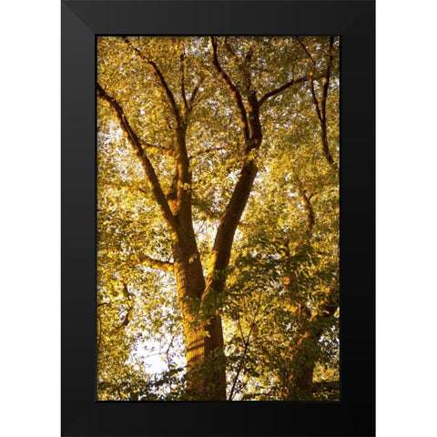 Up in the Trees I Black Modern Wood Framed Art Print by Millet, Karyn