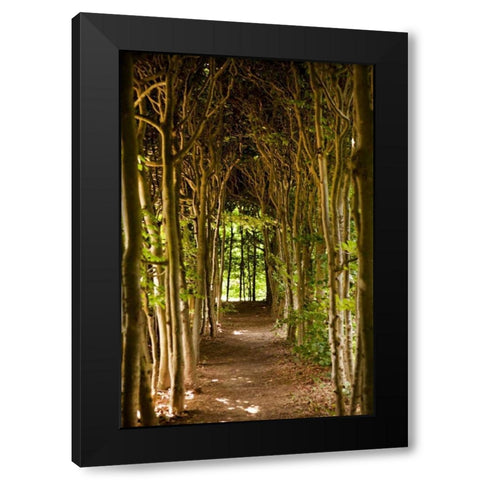 Path Through the Trees Black Modern Wood Framed Art Print with Double Matting by Millet, Karyn