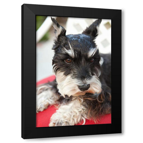 Terrier Black Modern Wood Framed Art Print with Double Matting by Millet, Karyn