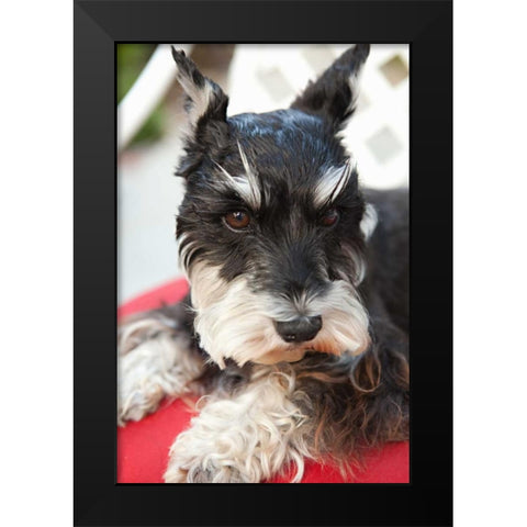 Terrier Black Modern Wood Framed Art Print by Millet, Karyn