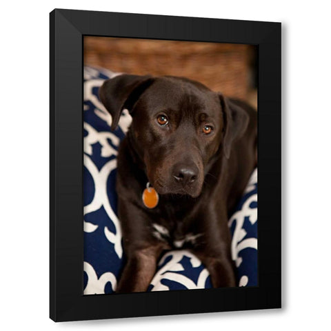 Labrador Black Modern Wood Framed Art Print with Double Matting by Millet, Karyn