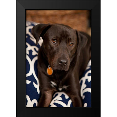 Labrador Black Modern Wood Framed Art Print by Millet, Karyn