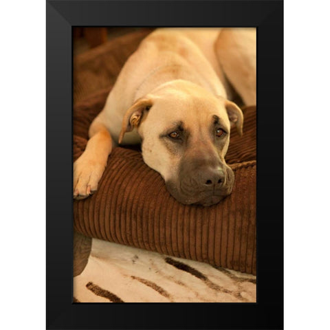Resting Black Modern Wood Framed Art Print by Millet, Karyn