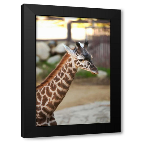 Giraffe I Black Modern Wood Framed Art Print by Millet, Karyn
