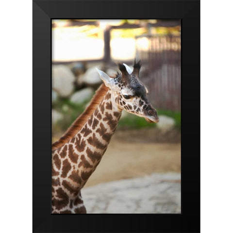 Giraffe I Black Modern Wood Framed Art Print by Millet, Karyn