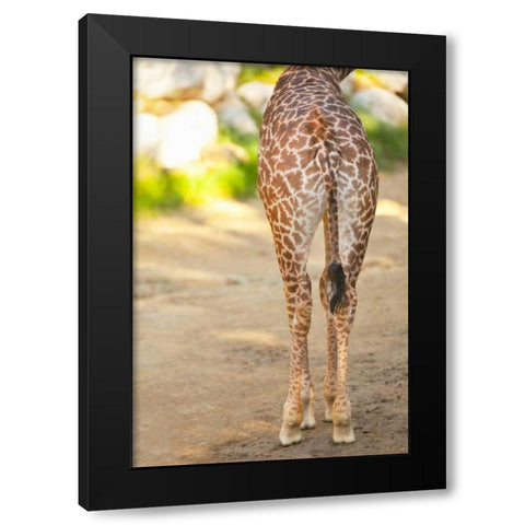 Giraffe II Black Modern Wood Framed Art Print with Double Matting by Millet, Karyn