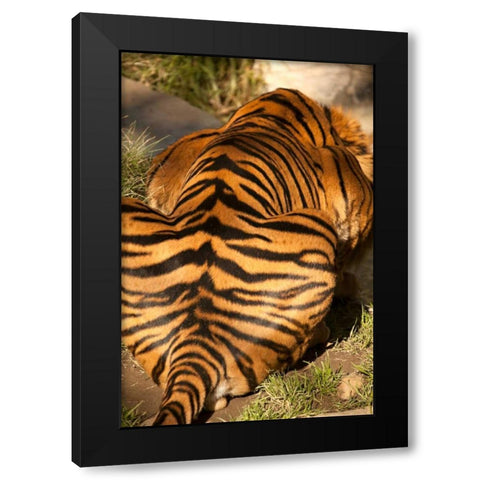 Tiger II Black Modern Wood Framed Art Print with Double Matting by Millet, Karyn
