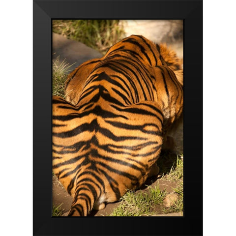 Tiger II Black Modern Wood Framed Art Print by Millet, Karyn