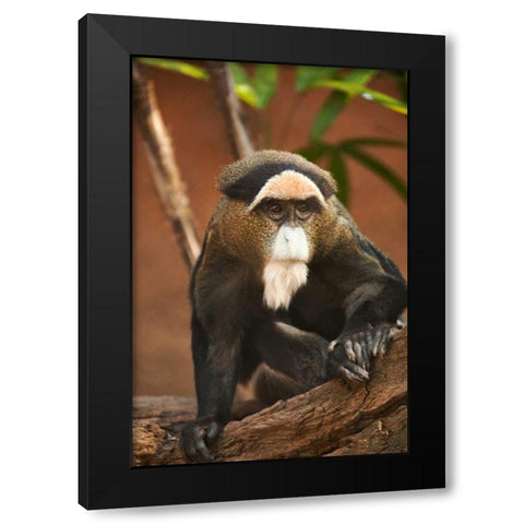 Primate I Black Modern Wood Framed Art Print by Millet, Karyn