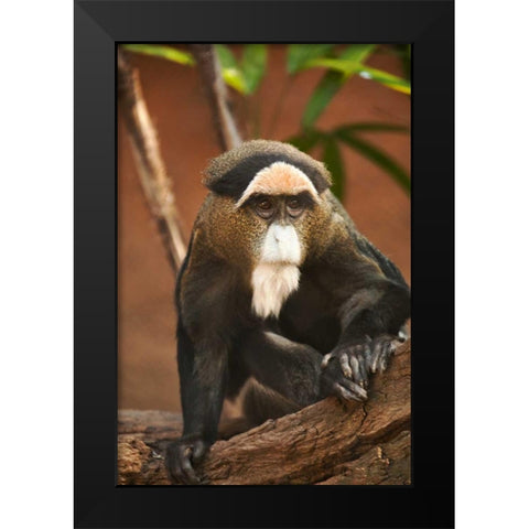 Primate I Black Modern Wood Framed Art Print by Millet, Karyn