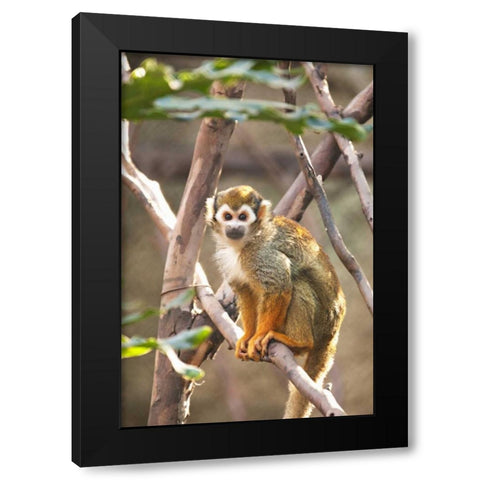 Primate II Black Modern Wood Framed Art Print by Millet, Karyn