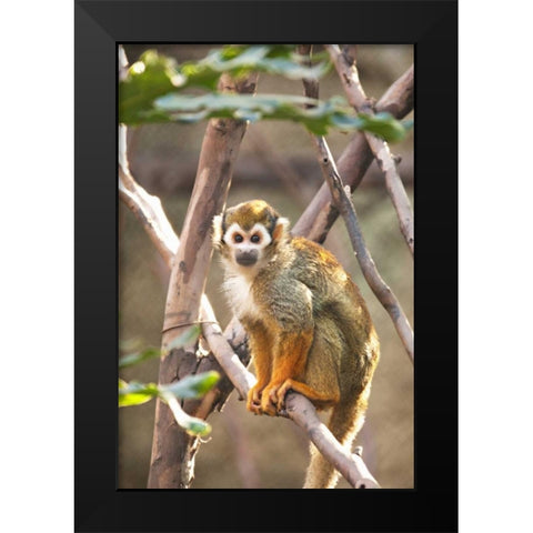 Primate II Black Modern Wood Framed Art Print by Millet, Karyn