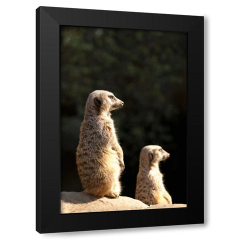 Meerkats Black Modern Wood Framed Art Print with Double Matting by Millet, Karyn
