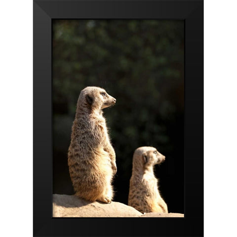 Meerkats Black Modern Wood Framed Art Print by Millet, Karyn