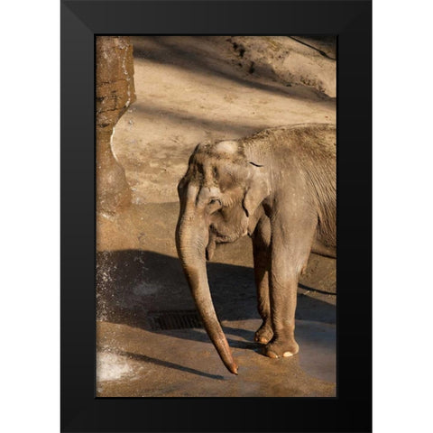 Elephant Black Modern Wood Framed Art Print by Millet, Karyn