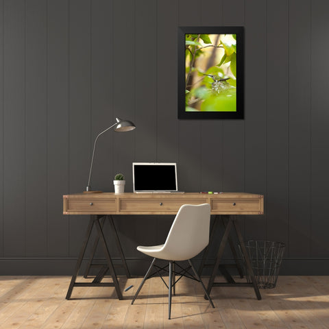 Hummingbird Black Modern Wood Framed Art Print by Millet, Karyn