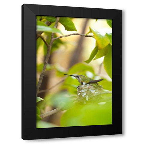 Hummingbird Black Modern Wood Framed Art Print by Millet, Karyn