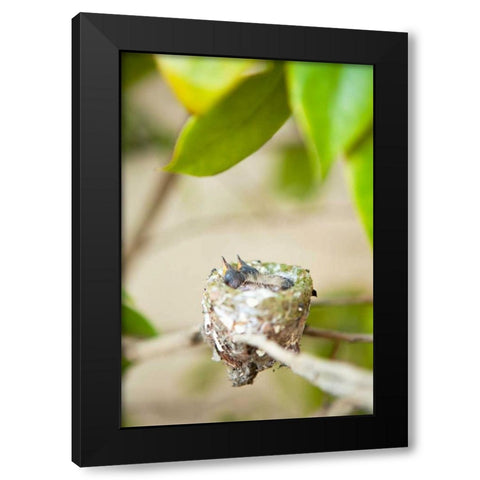 Hummingbird Nest Black Modern Wood Framed Art Print with Double Matting by Millet, Karyn