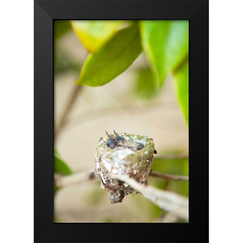 Hummingbird Nest Black Modern Wood Framed Art Print by Millet, Karyn