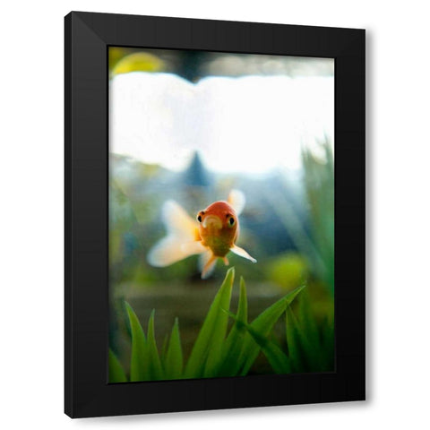 Goldfish I Black Modern Wood Framed Art Print with Double Matting by Millet, Karyn