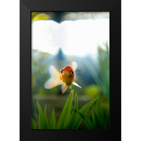 Goldfish I Black Modern Wood Framed Art Print by Millet, Karyn