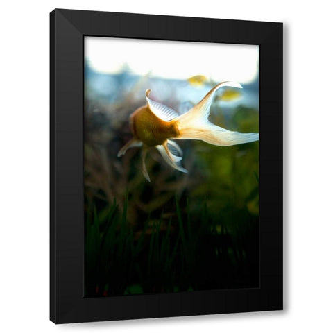 Goldfish II Black Modern Wood Framed Art Print by Millet, Karyn