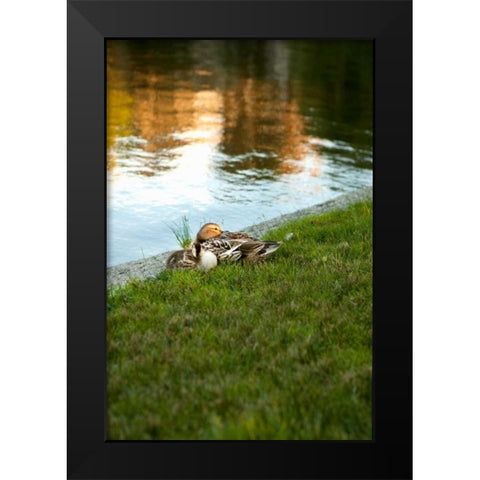 Ducks on the Pond Black Modern Wood Framed Art Print by Millet, Karyn