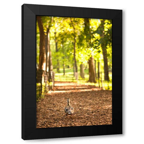 Duck Walk Black Modern Wood Framed Art Print by Millet, Karyn