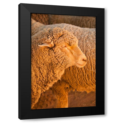 Sheep Black Modern Wood Framed Art Print with Double Matting by Millet, Karyn