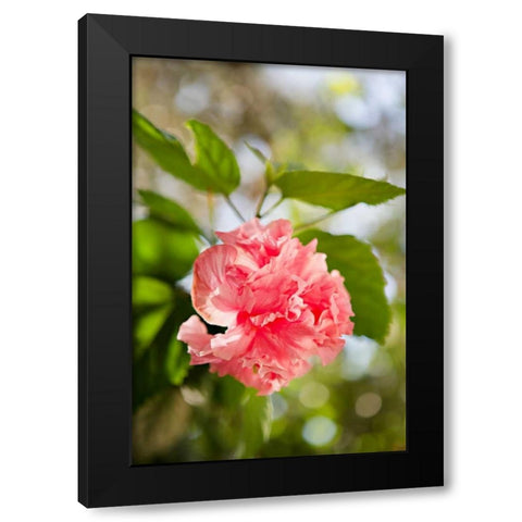 Spring Bloom II Black Modern Wood Framed Art Print by Millet, Karyn