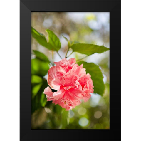 Spring Bloom II Black Modern Wood Framed Art Print by Millet, Karyn